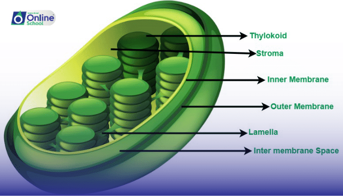 Lesson 10: The Plant Cell and Its Plastids